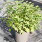 Bio Brennnessel (Urtica dioica) - Topfpflanze
