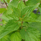 Bio Brennnessel (Urtica dioica) - Topfpflanze
