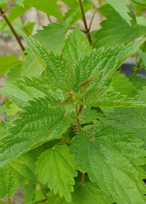 Bio Brennnessel (Urtica dioica) - Topfpflanze