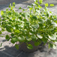 Bio Brunnenkresse (Nasturtium officinale) - Topfpflanze
