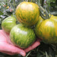 Bio Tomate 'Green Zebra' (Solanum lycopersicum) - Topfpflanze, Versand ab KW17