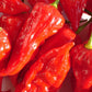 Bio Peperoni 'Habanero' (Capsicum annuum) – Topfpflanze, Versand ab KW17