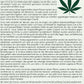 Bio Cannabis-Pflanze 'Helena 3' - Topfpflanze