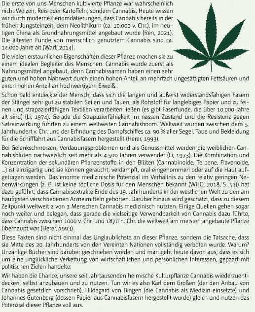 Bio Cannabis-Pflanze 'Helena 3' - Topfpflanze