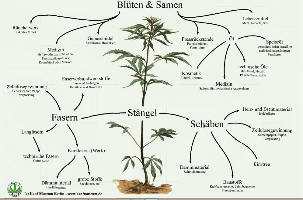 Bio Cannabis-Pflanze 'Helena 2' - Topfpflanze