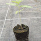 Bio Cannabis-Pflanze 'Critical Cure CBD' - Jungpflanze