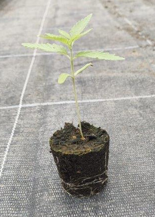 Bio Cannabis-Pflanze 'Critical Cure CBD' - Jungpflanze