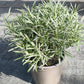 Bio Currykraut (Helichrysum italicum) - Topfpflanze