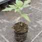 Bio Cannabis-Pflanze 'Dinamed CBD' - Jungpflanze