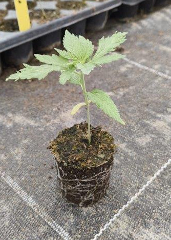 Bio Cannabis-Pflanze 'Dinamed CBD' - Jungpflanze