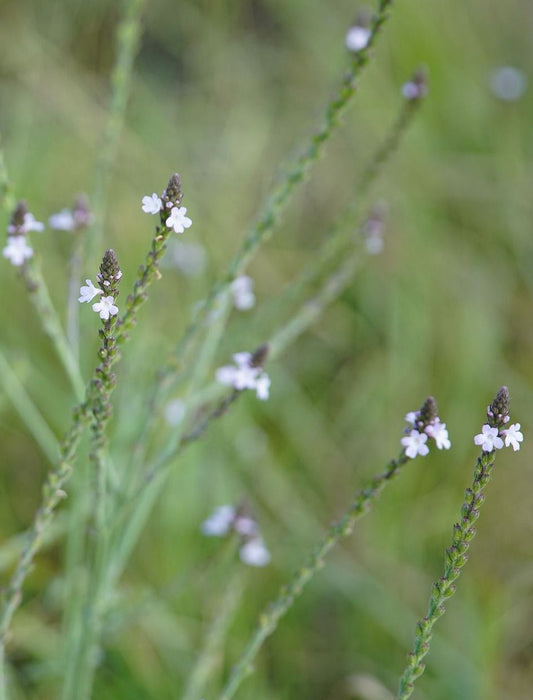 Bio Echtes Eisenkraut (Verbena officinalis) - Topfpflanze