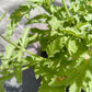 Bio Echtes Eisenkraut (Verbena officinalis) - Topfpflanze