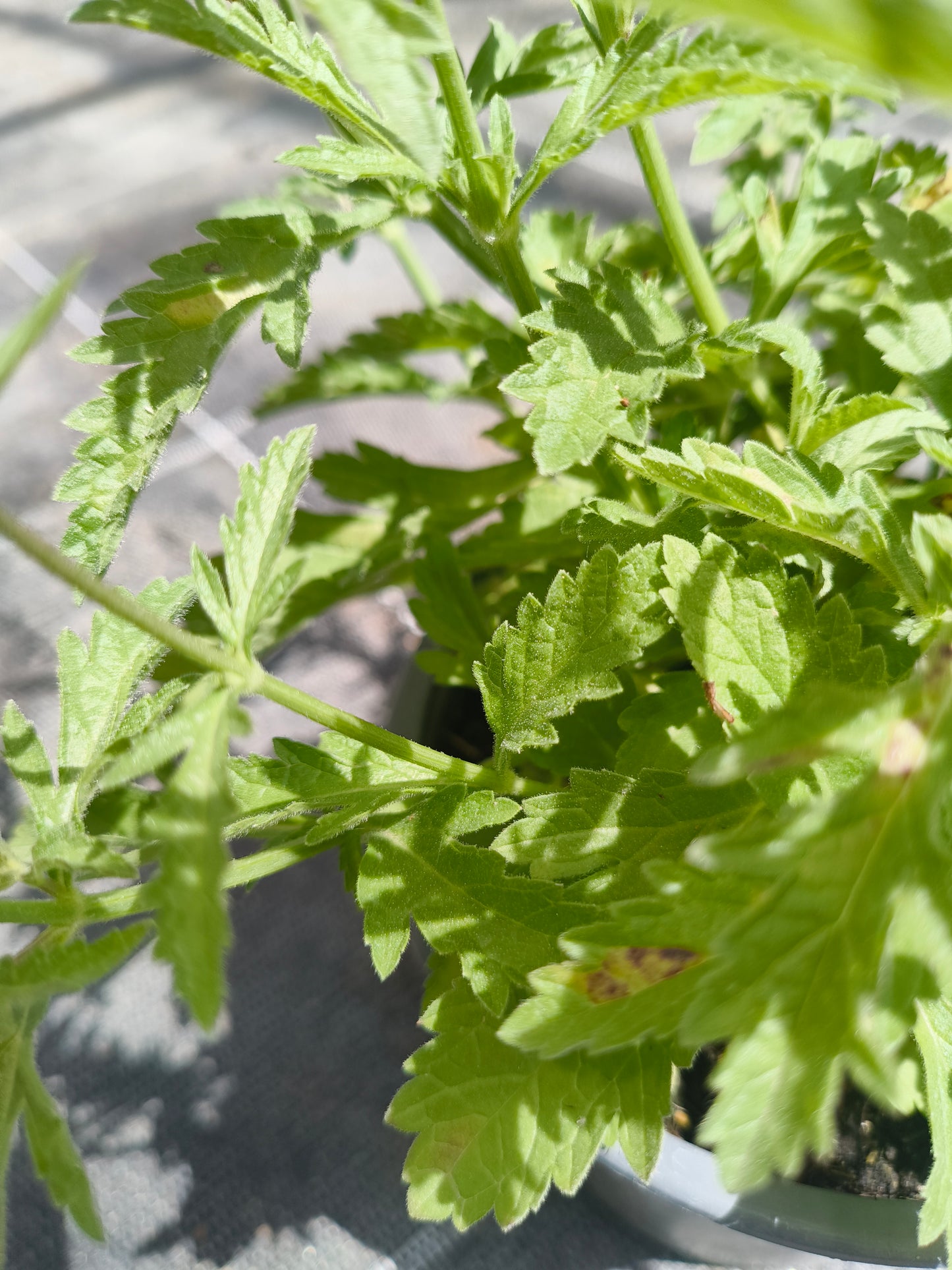 Bio Echtes Eisenkraut (Verbena officinalis) - Topfpflanze