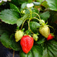 Bio Erdbeere, immertragend  (Fragaria) - Topfpflanze