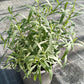 Bio Estragon (Artemisia dracunculus) - Topfpflanze