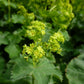 Bio Zwerg-Frauenmantel (Alchemilla erythropoda) - Topfpflanze