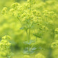 Bio Zwerg-Frauenmantel (Alchemilla erythropoda) - Topfpflanze