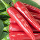 Bio Peperoni 'Da Cayenne' (Capsicum annuum) – Topfpflanze, Versand ab KW17