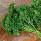 Bio Petersilie, krauss  (Petroselinum crispum) - Topfpflanze