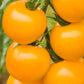 Bio Tomate 'Goldene Königin' (Solanum lycopersicum) - Topfpflanze, Versand ab KW17