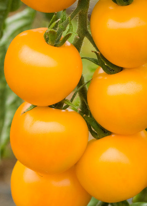 Bio Tomate 'Goldene Königin' (Solanum lycopersicum) - Topfpflanze, Versand ab KW17
