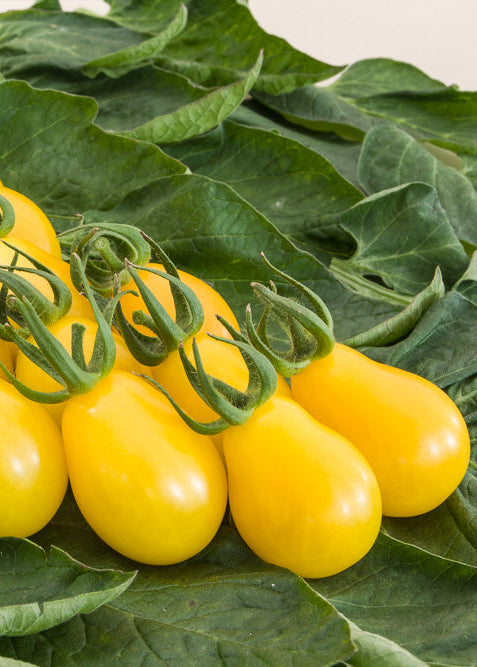 Bio Tomate 'Yellow Submarine' (Solanum lycopersicum) - Topfpflanze, , Versand ab KW17