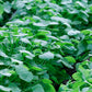 Bio Postelein / Winterportulak (Claytonia perfoliata) - Topfpflanze