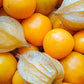 Bio Physalis 'Schönbrunner Gold' (Physalis peruviana) – Topfpflanze, Versand ab KW17