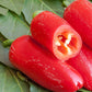 Bio Peperoni 'Jalapeño' (Capsicum annuum)  – Topfpflanze, Versand ab KW17