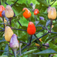 Bio Peperoni 'Lila Luzi' (Capsicum annuum) – Topfpflanze, Versand ab KW17