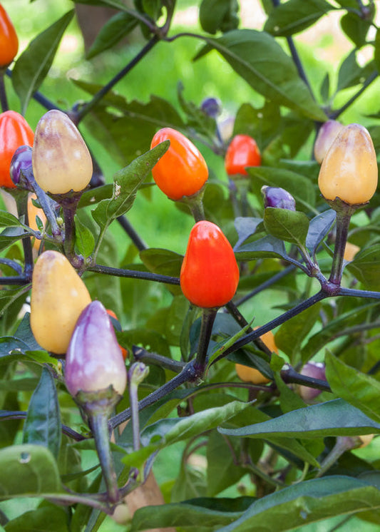 Bio Peperoni 'Lila Luzi' (Capsicum annuum) – Topfpflanze, Versand ab KW17