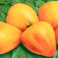 Bio Ochsenherztomate 'Sonnenherz' (Solanum lycopersicum) - Topfpflanze, Versand ab KW17