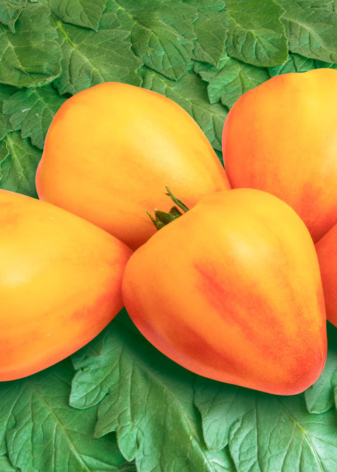 Bio Ochsenherztomate 'Sonnenherz' (Solanum lycopersicum) - Topfpflanze, Versand ab KW17