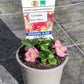 Bio Erdbeere, immertragend "Gasana" (Fragaria) - Topfpflanze