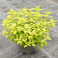 Bio Goldoregano (Origanum vulgare 'Aureum') -- Topfpflanze