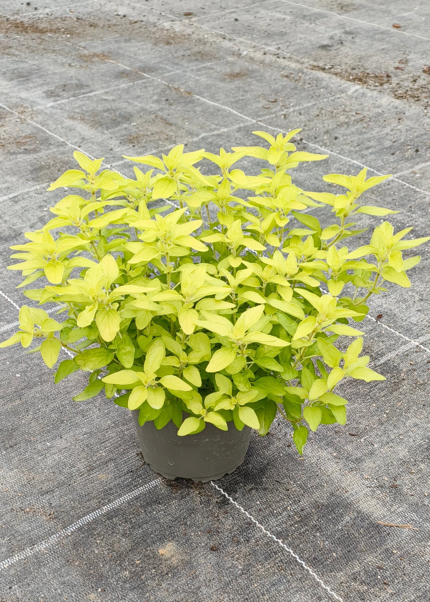 Bio Goldoregano (Origanum vulgare 'Aureum') -- Topfpflanze