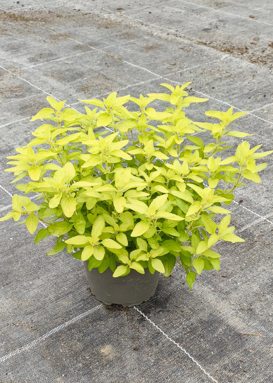 Bio Goldoregano (Origanum vulgare 'Aureum') -- Topfpflanze