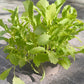 Bio Asiasalat 'Green in Snow' - Topfpflanze