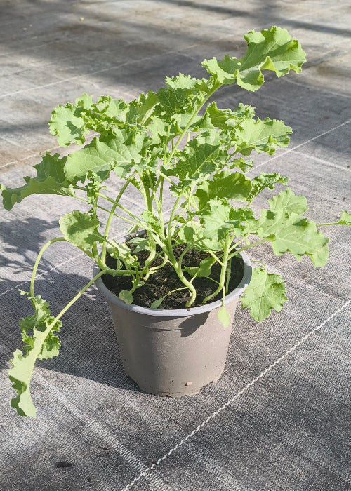 Bio Grünkohl (Brassica oleracea var. sabellica) - Topfpflanze