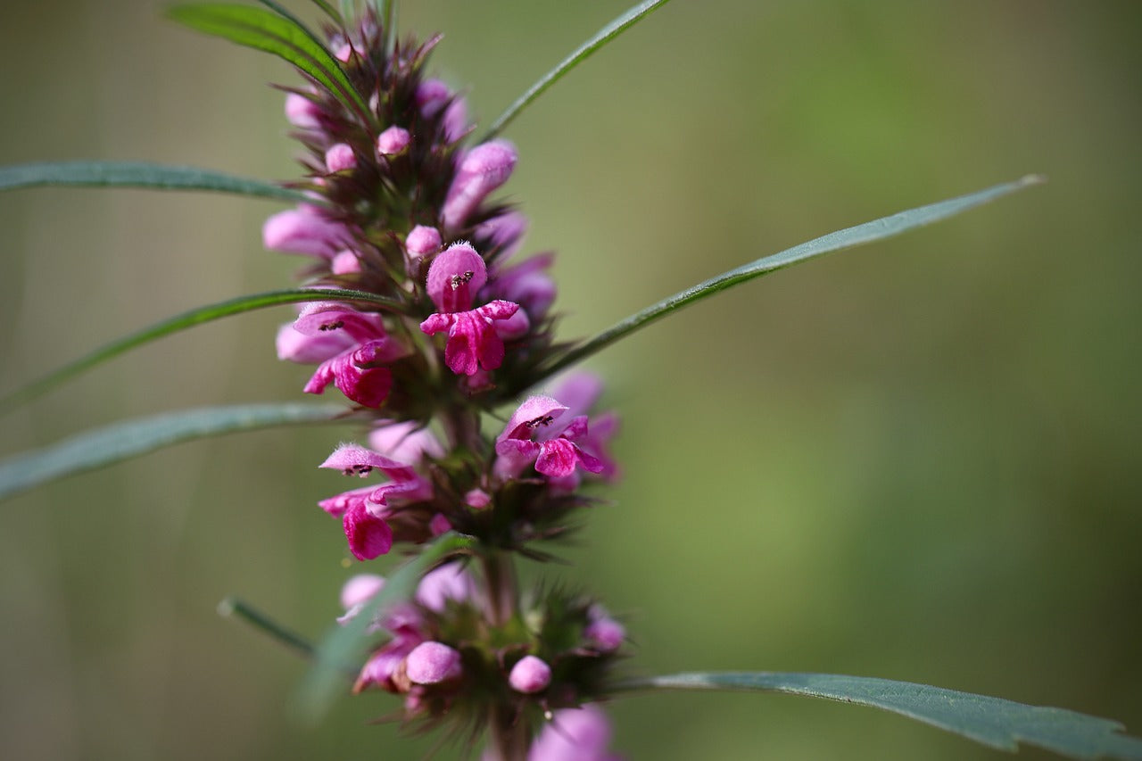 Bio Herzgespann (Leonurus cardiaca) - Topfpflanze