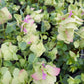 Bio Hopfen-Oregano (Origanum rotundifolium) - Topfpflanze