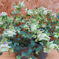 Bio Hopfen-Oregano (Origanum rotundifolium) - Topfpflanze
