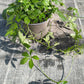 Bio Jiaogulan (Gynostemma pantaphyllum) - Topfpflanze