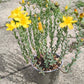 Bio Johanniskraut (Hypericum perforatum) - Topfpflanze