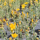 Bio Johanniskraut (Hypericum perforatum) - Topfpflanze