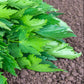 Bio Liebstöckel (Levisticum officinale) - Topfpflanze