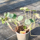 Bio Kapuzinerkresse (Tropaeolum majus) - Topfpflanze