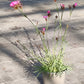 Bio Kartäuser-Nelke (Dianthus carthusianorum) - Topfpflanze