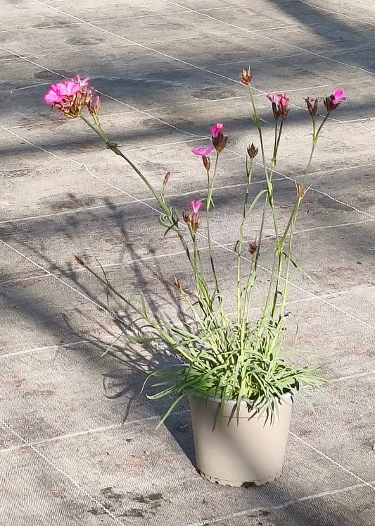 Bio Kartäuser-Nelke (Dianthus carthusianorum) - Topfpflanze