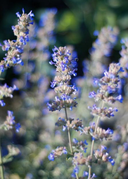 Bio Katzenminze (Nepeta cataria) - Topfpflanze